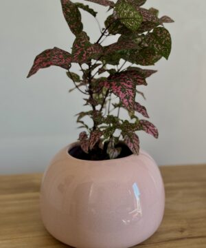 Maceta Gota (3 variaciones de colores)