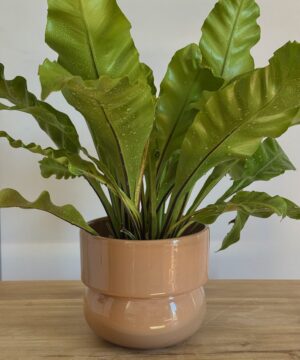 Maceta Atlas (3 variaciones de colores)